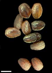 Veronica triphyllos. Seeds. Scale = 1 mm.
 Image: P.J. Garnock-Jones © P.J. Garnock-Jones CC-BY-NC 3.0 NZ